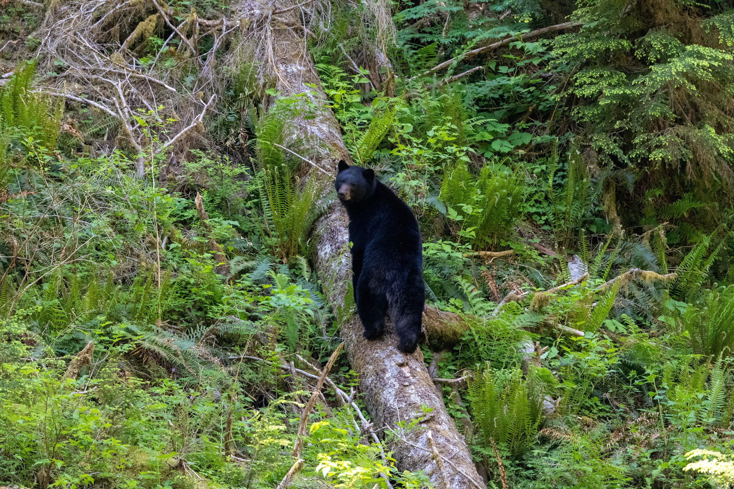Do You Need Bear Spray in Olympic National Park?