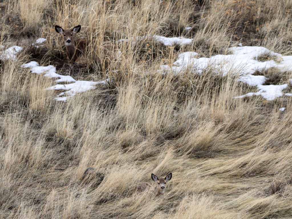 deer hidden in brown grass