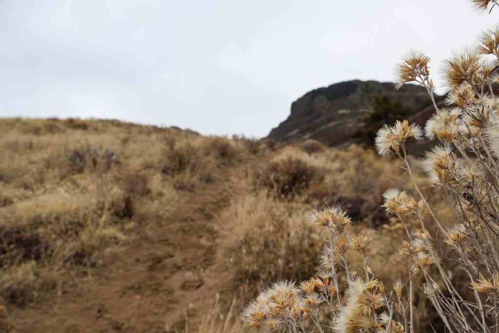 flowers on a mountain
